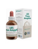 LES Prunus Amygdalus LES Prunus Amygdalus