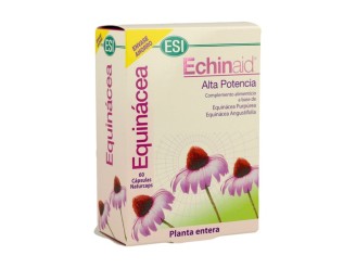 Echinaid